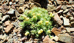 Draba novolympica