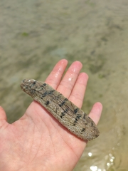 Holothuria scabra