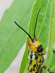 Zoniopoda tarsata
