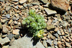 Draba novolympica