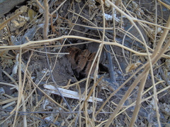 Grammostola rosea