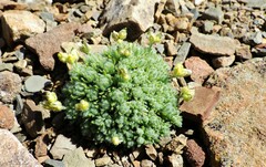 Draba novolympica