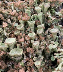Cladonia chlorophaea