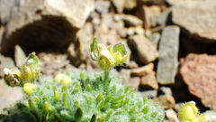 Draba novolympica