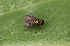 Dolichopodidae