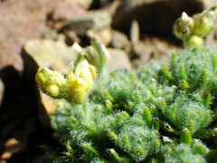 Draba novolympica