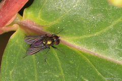 Dolichopodidae
