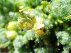 Draba novolympica