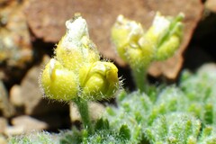 Draba novolympica