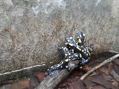 Salamandra salamandra