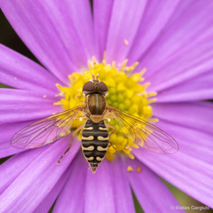 Toxomerus vertebratus