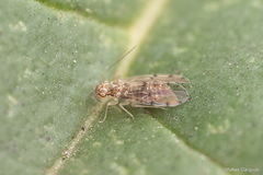 Ectopsocidae
