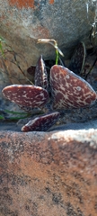 Adromischus