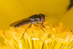 Platycheirus fenestrata
