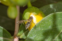 Toxomerus vertebratus