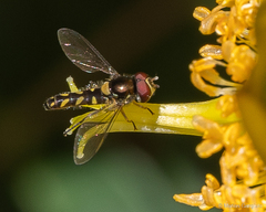 Allograpta hortensis