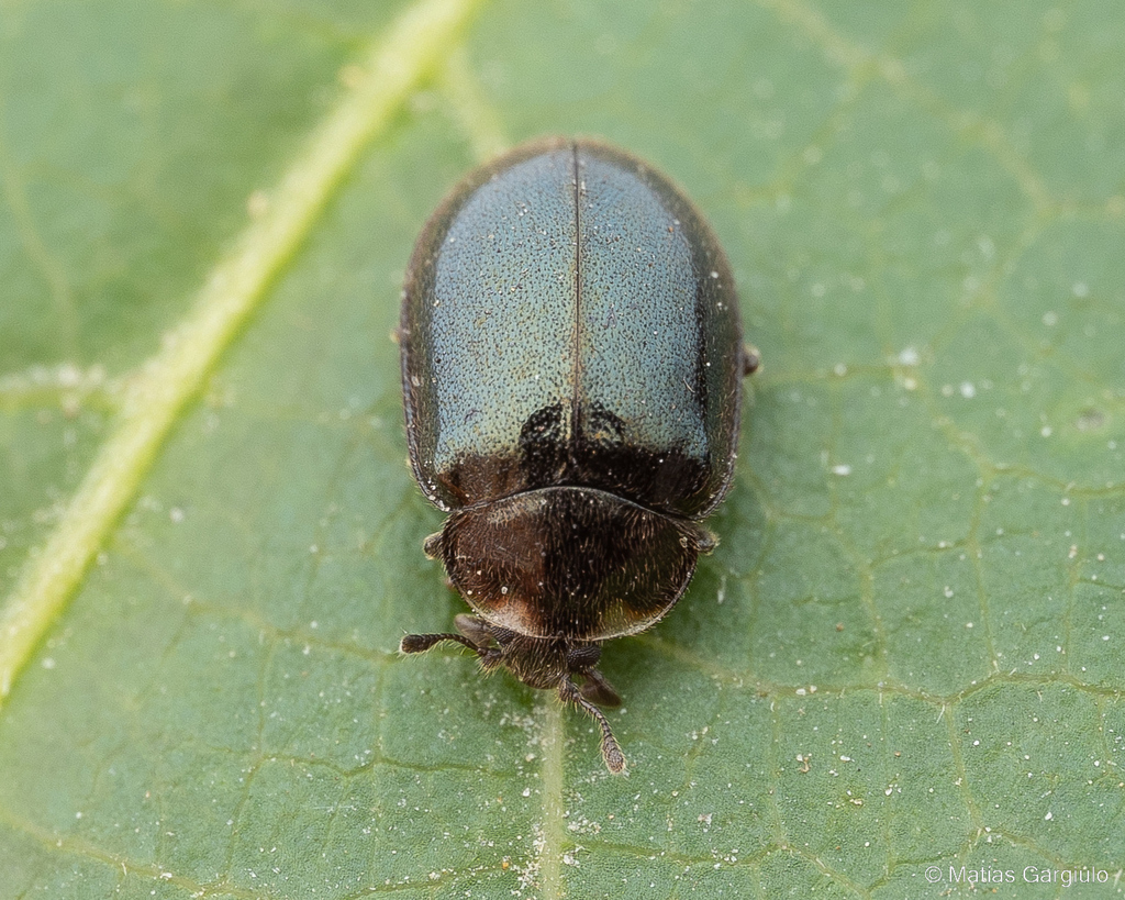 Neoryssomus