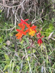 Epidendrum radicans