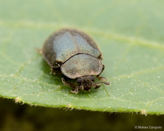 Neoryssomus germaini