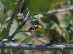 Ectinogonia buquetii