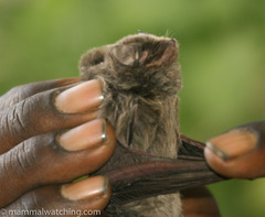 Miniopterus inflatus