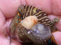 Anthessius navanacis