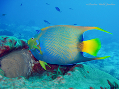 Holacanthus ciliaris