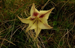 Gladiolus longicollis