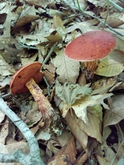 Exsudoporus