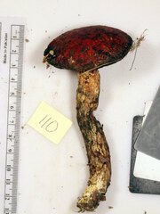Exsudoporus