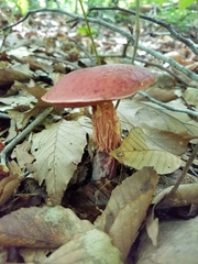 Exsudoporus