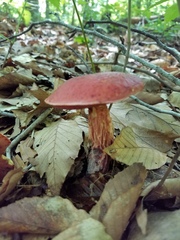 Exsudoporus