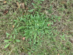 Oenothera humifusa