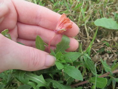 Oenothera humifusa