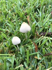 Conocybe