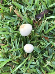 Conocybe