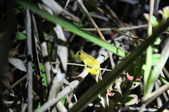 Dendropsophus microcephalus