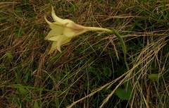 Gladiolus longicollis