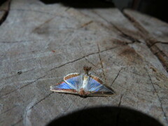 Diaphania hyalinata
