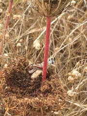Melanoplus sanguinipes