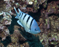 Banded Damselfish photo 4