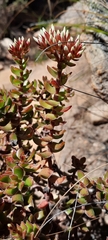 Crassula