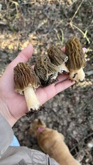 Verpa bohemica