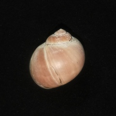 Cryptonatica andoi