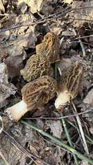 Verpa bohemica