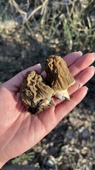Verpa bohemica