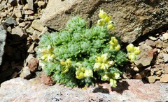 Draba novolympica