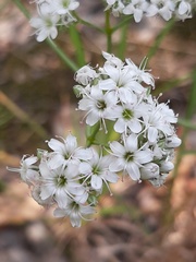 Gypsophila papillosa