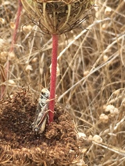 Melanoplus sanguinipes