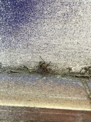 Pantomorus postfasciatus